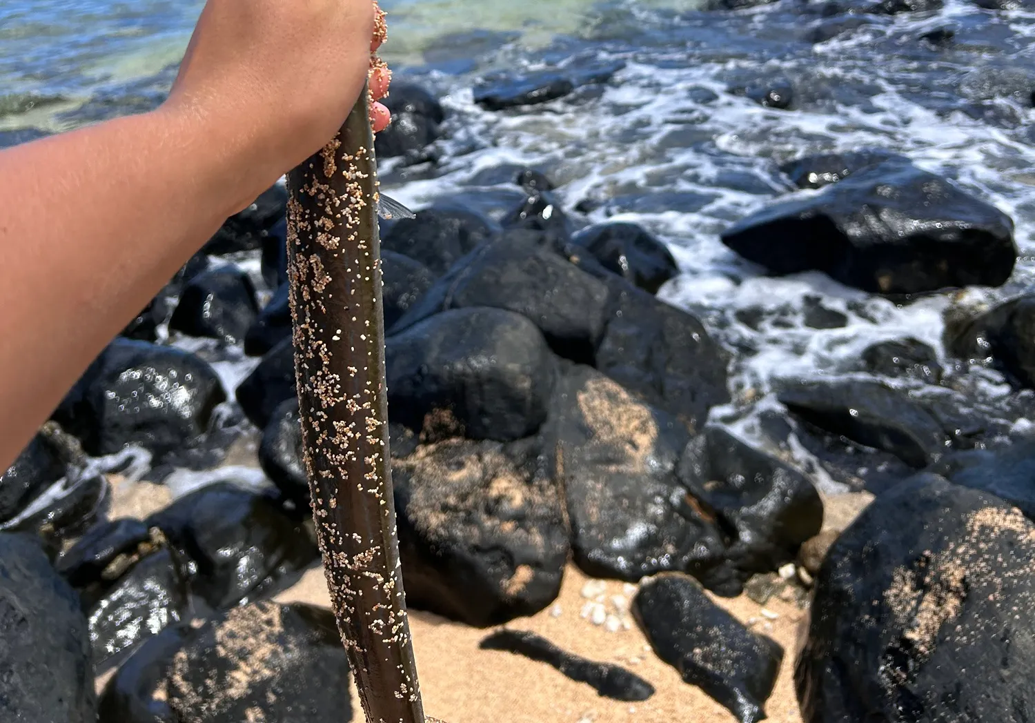 Chinese trumpetfish