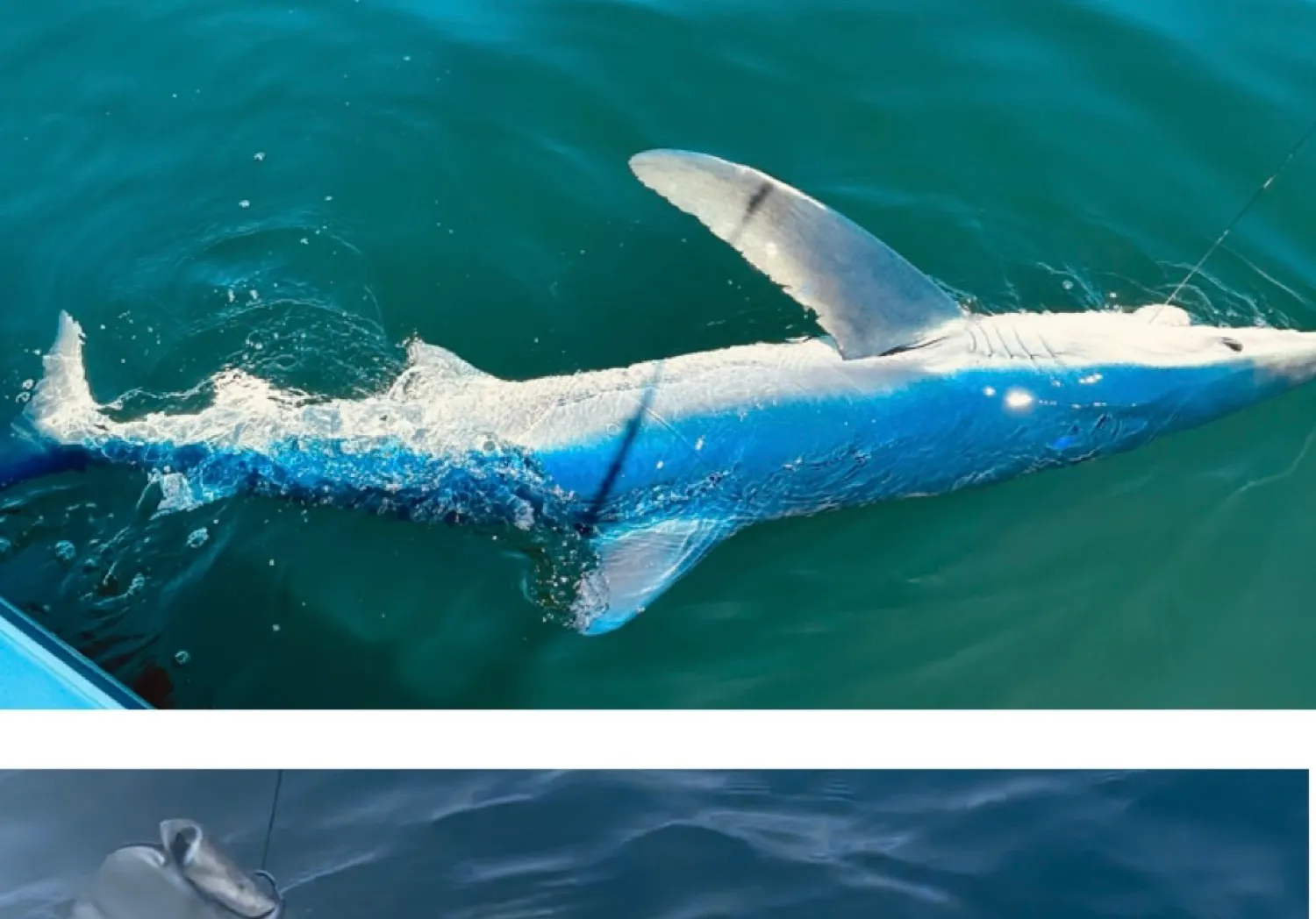 Grey reef shark