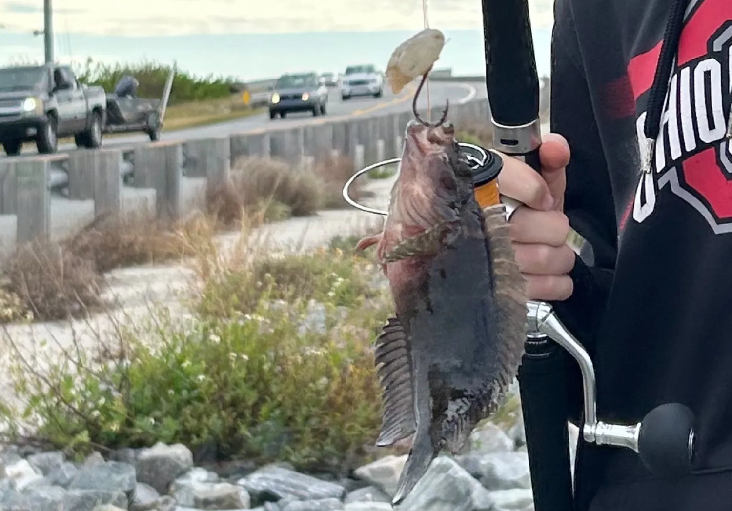 Tompot blenny