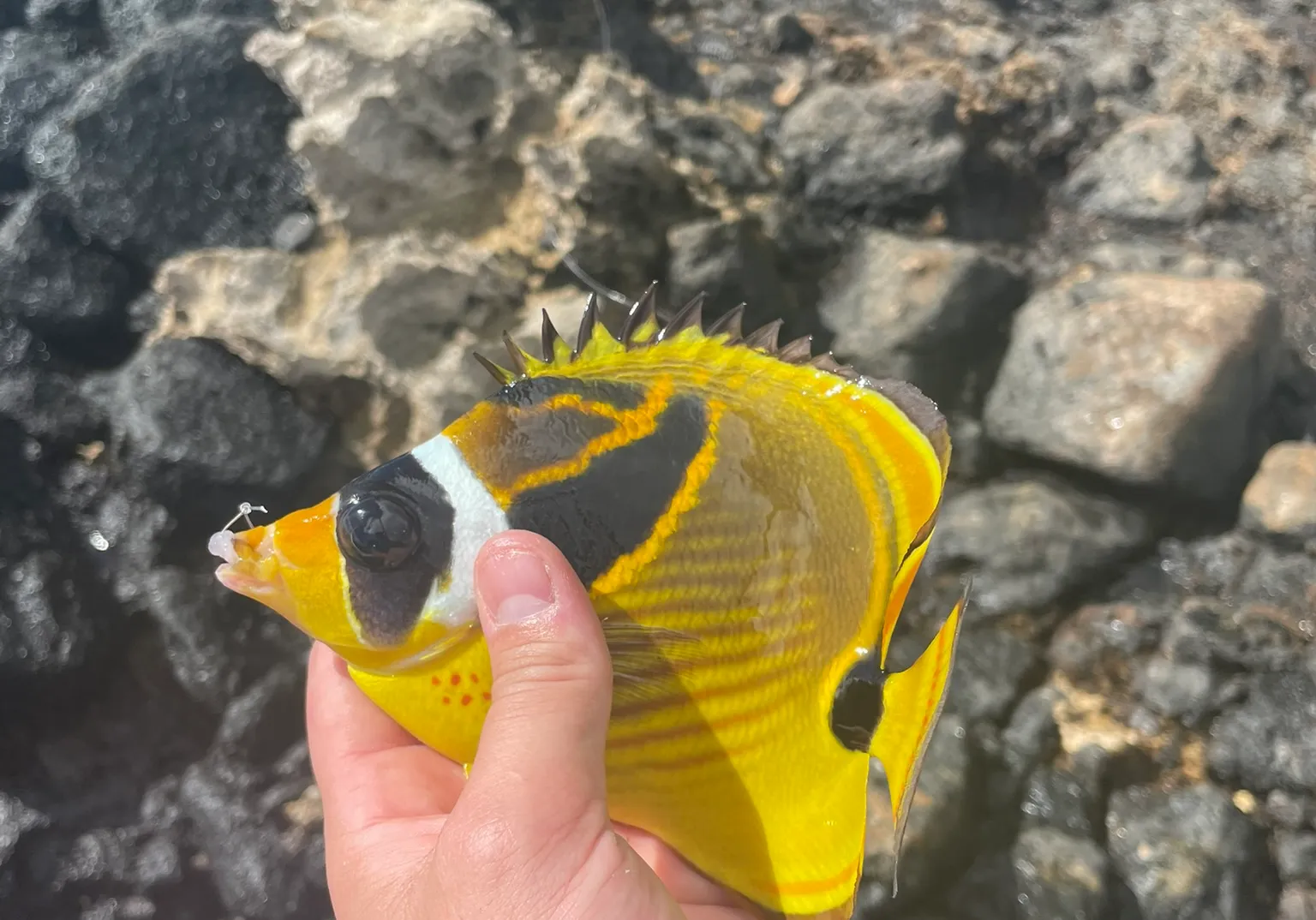 Raccoon butterflyfish