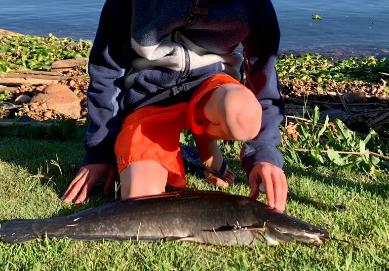 Blunt-toothed African catfish