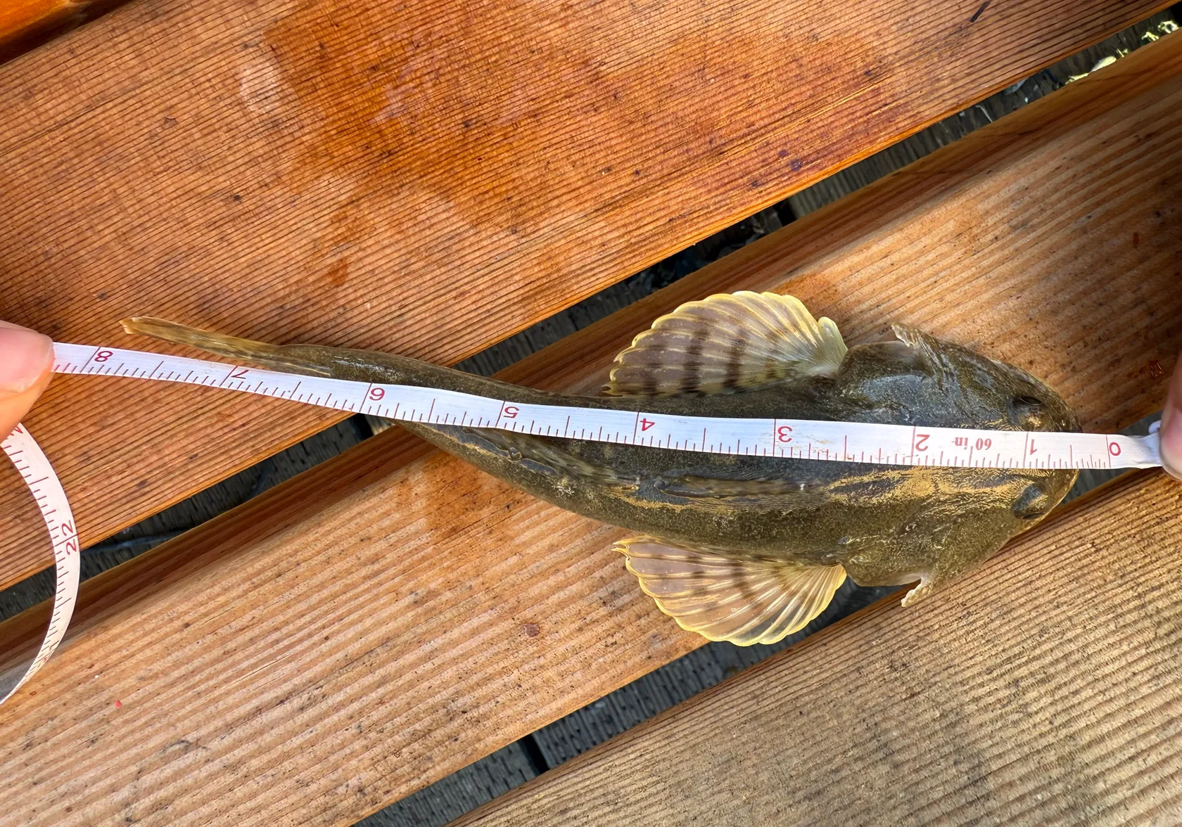 Pacific staghorn sculpin