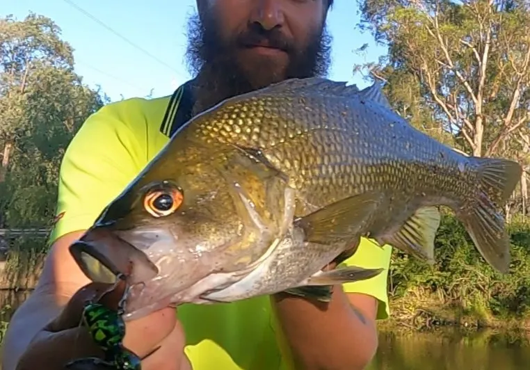 Australian bass