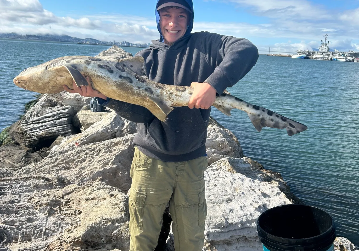 Leopard shark