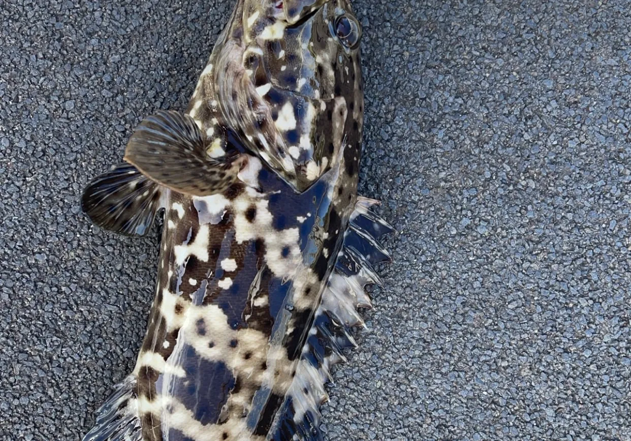 Orange-spotted grouper