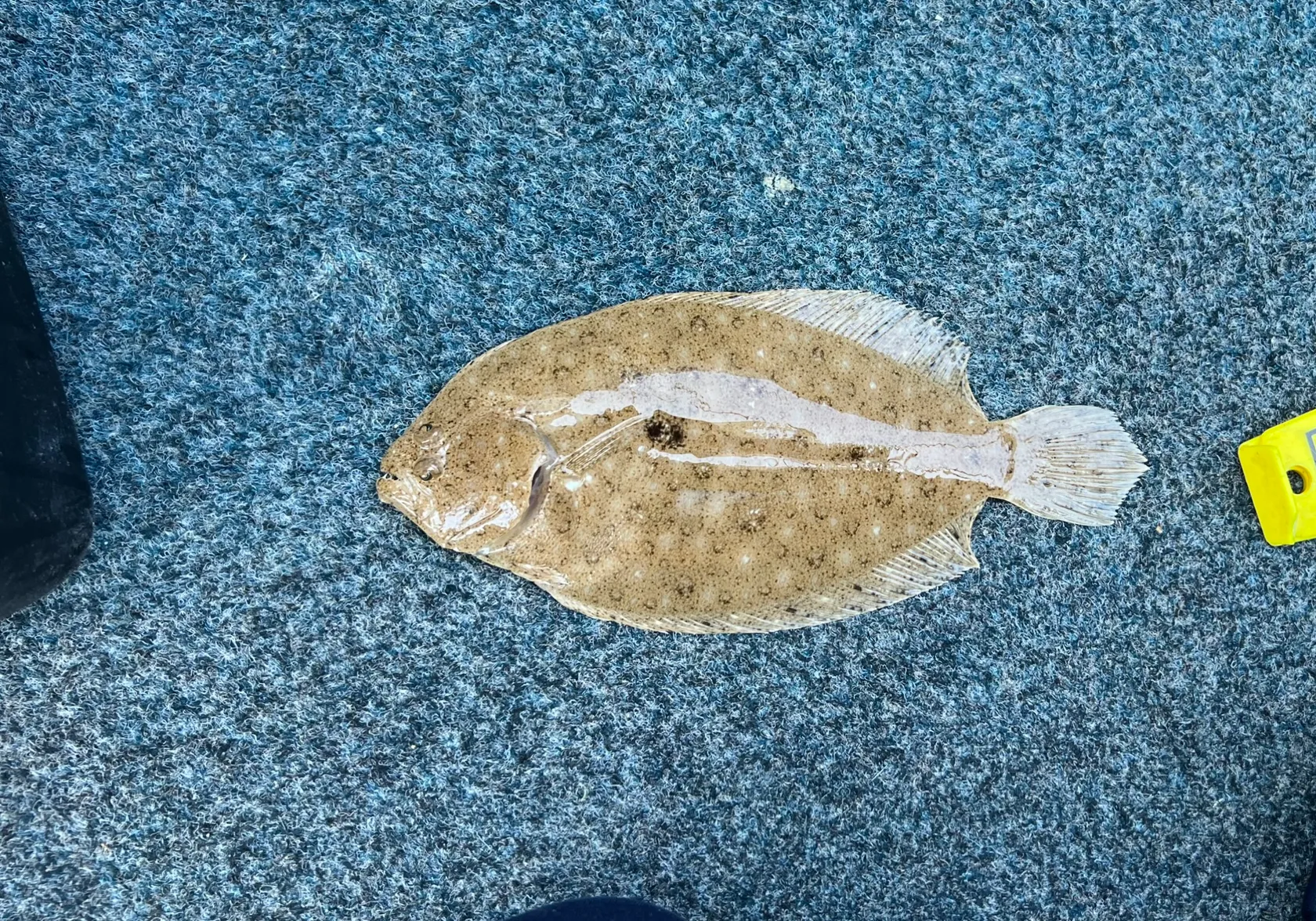 Largetooth flounder