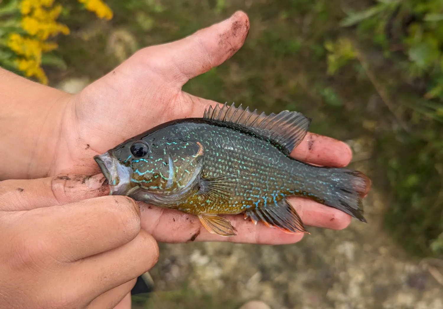 Pumpkinseed x Green sunfish