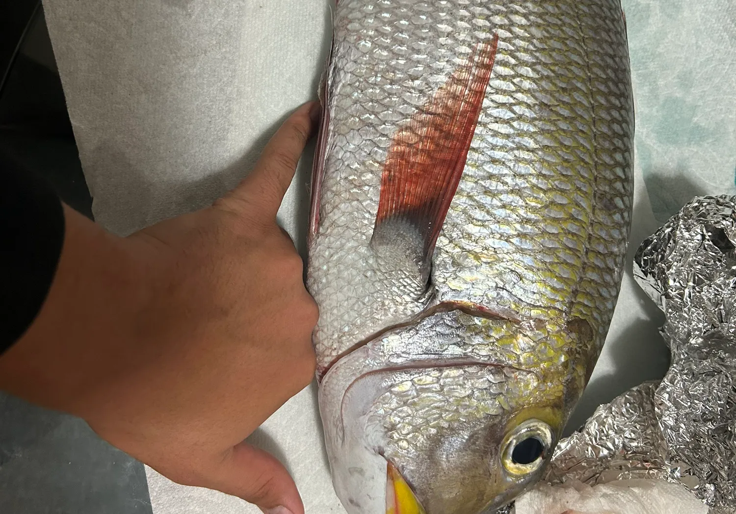 Humpnose big-eye bream