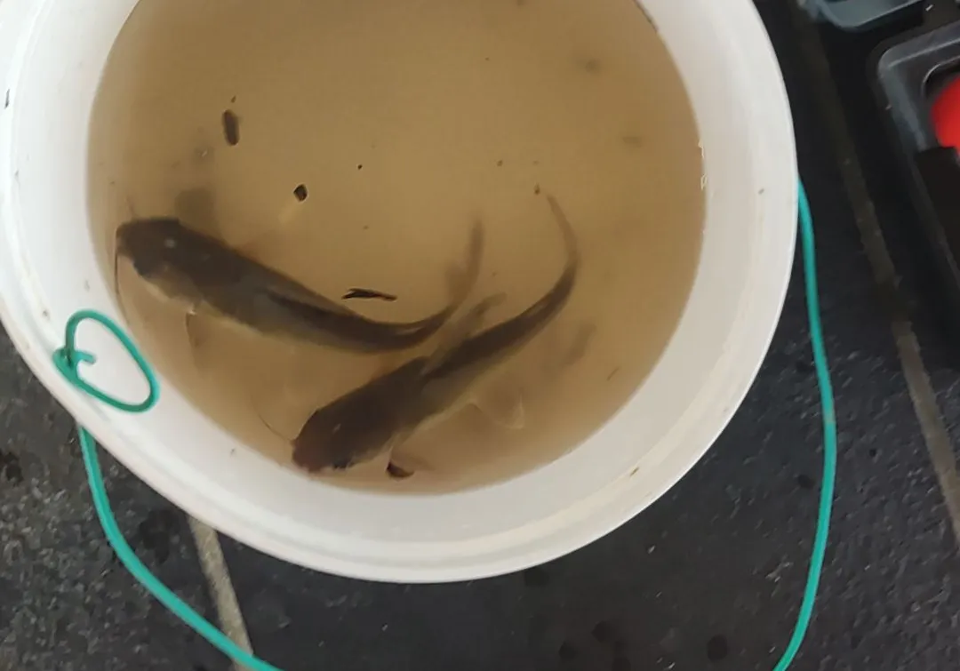 Asian redtail catfish