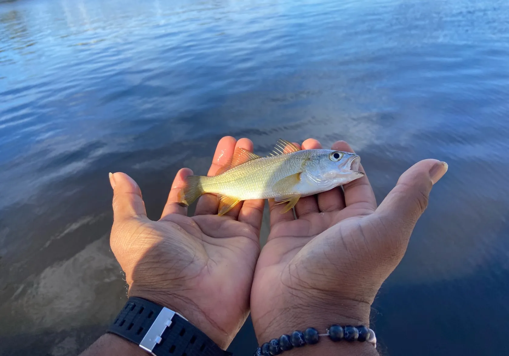 Silver perch