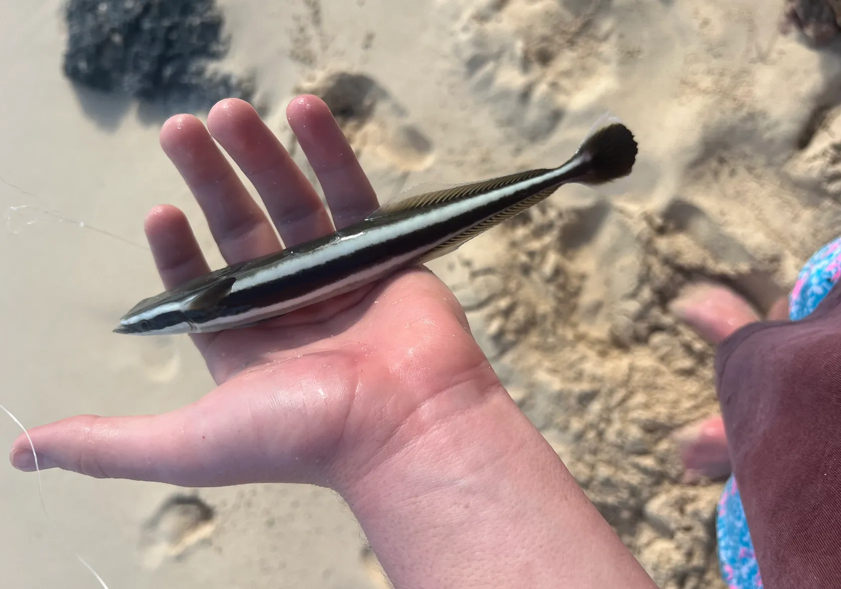 Common remora