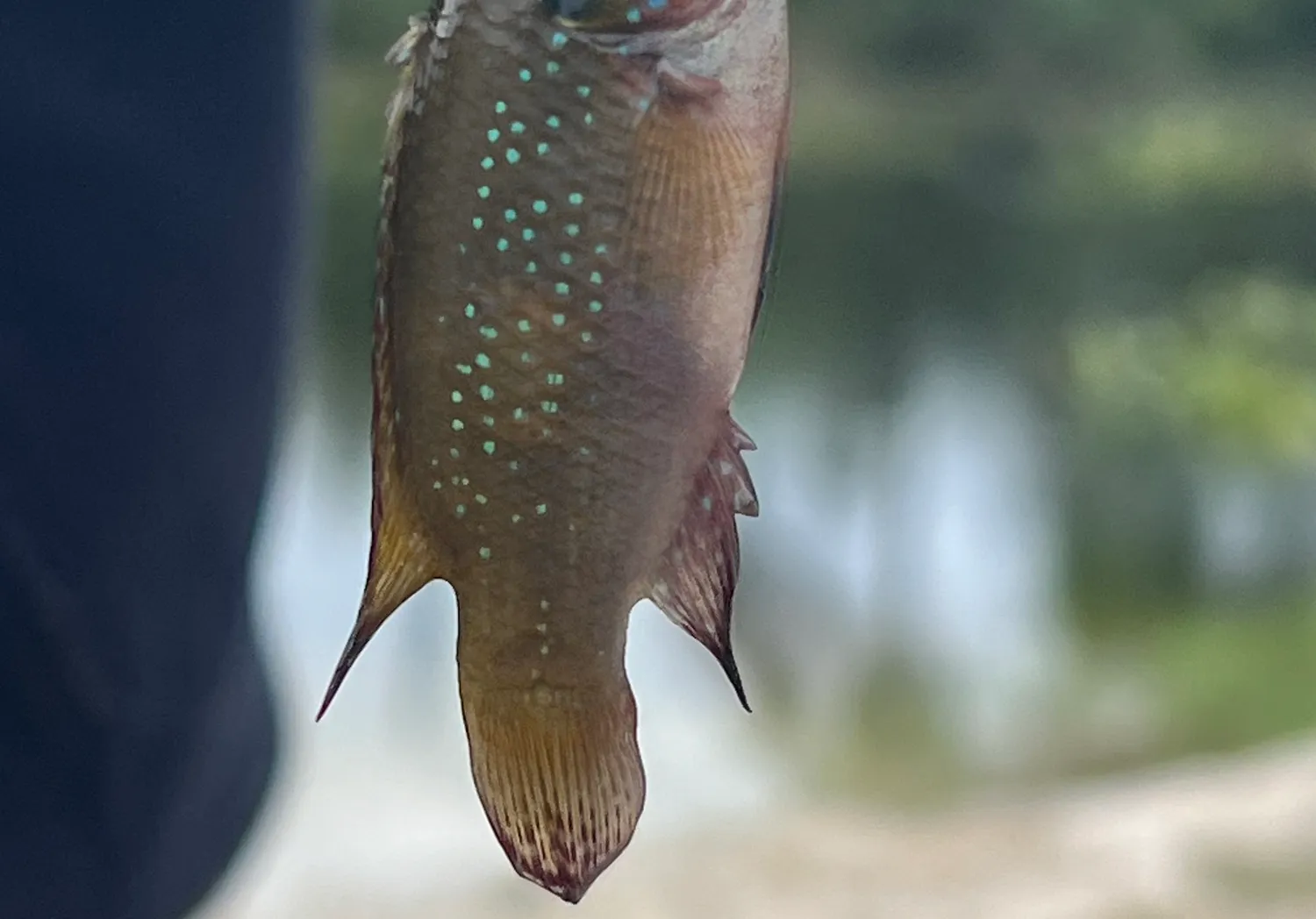 African Jewelfish