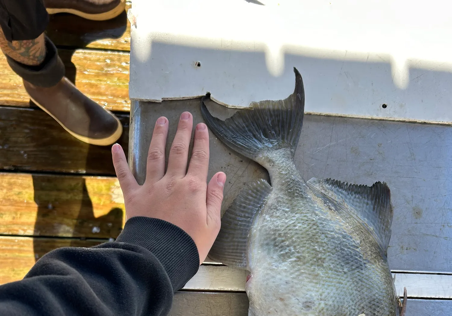 Grey triggerfish