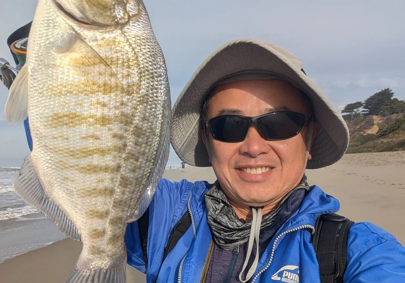 Barred surfperch