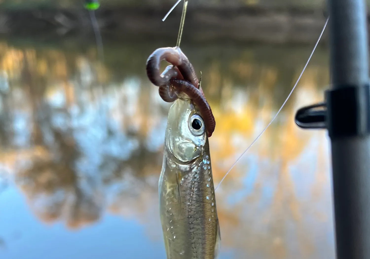 Sandbar shiner