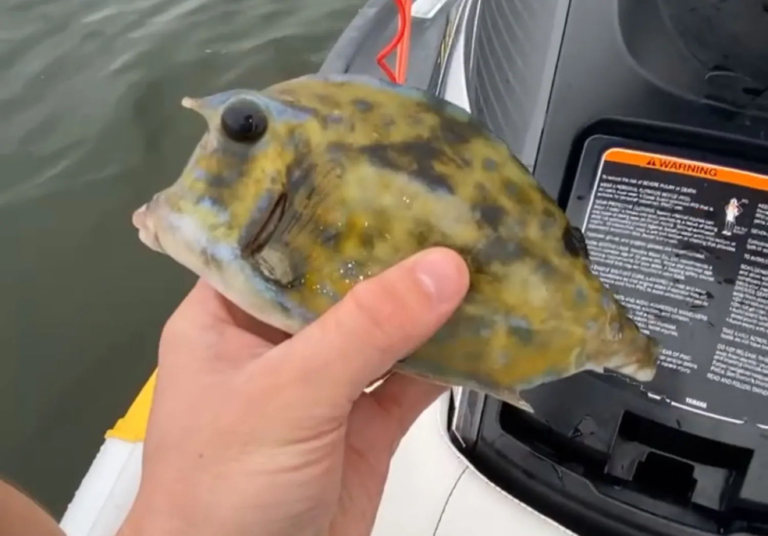 Honeycomb cowfish