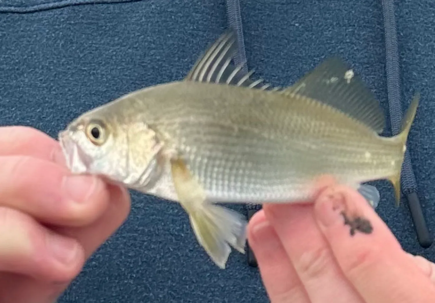 Silver perch