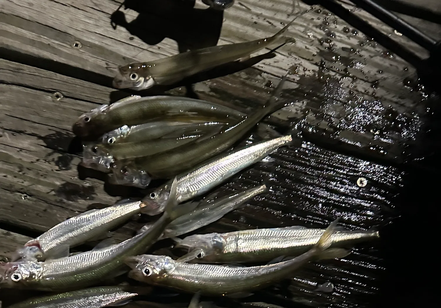 Arctic rainbow smelt