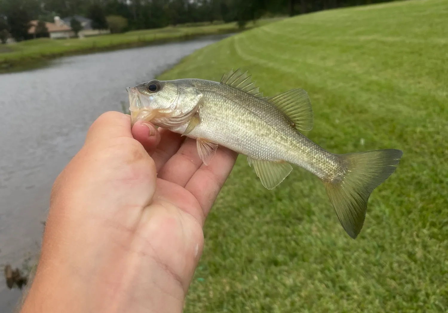 Florida bass