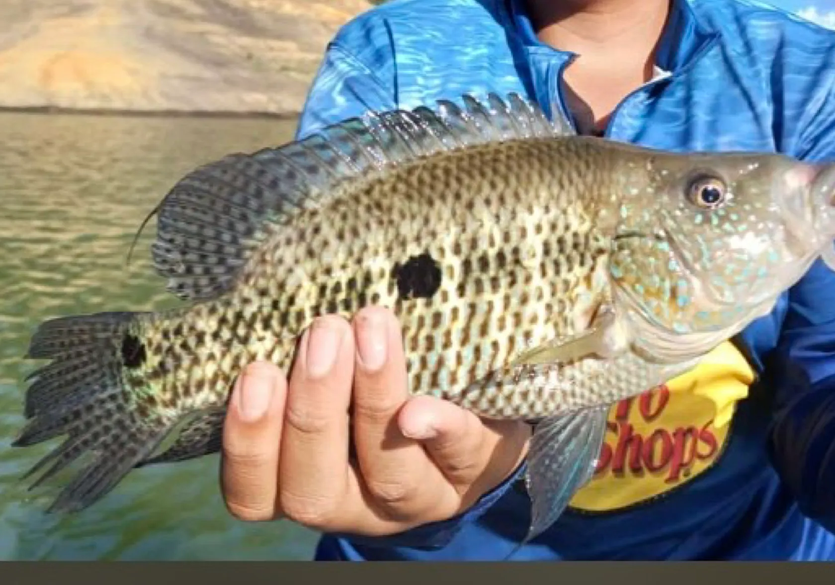 Jaguar cichlid