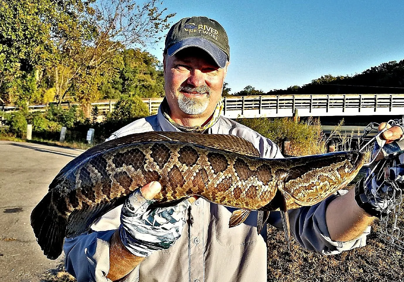 Northern snakehead