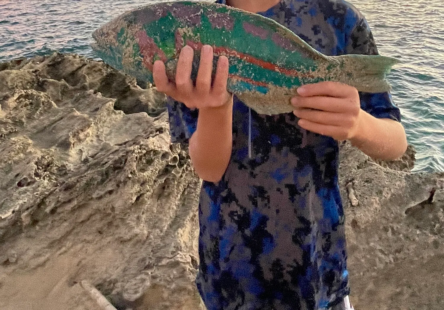 Surge wrasse