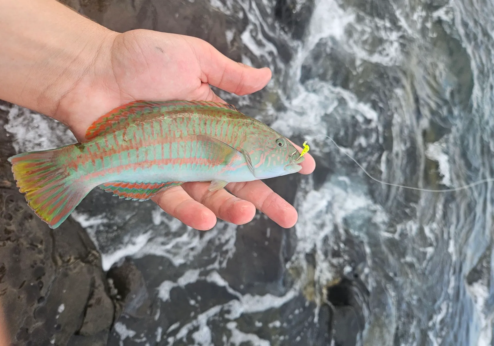 Bluefin trevally