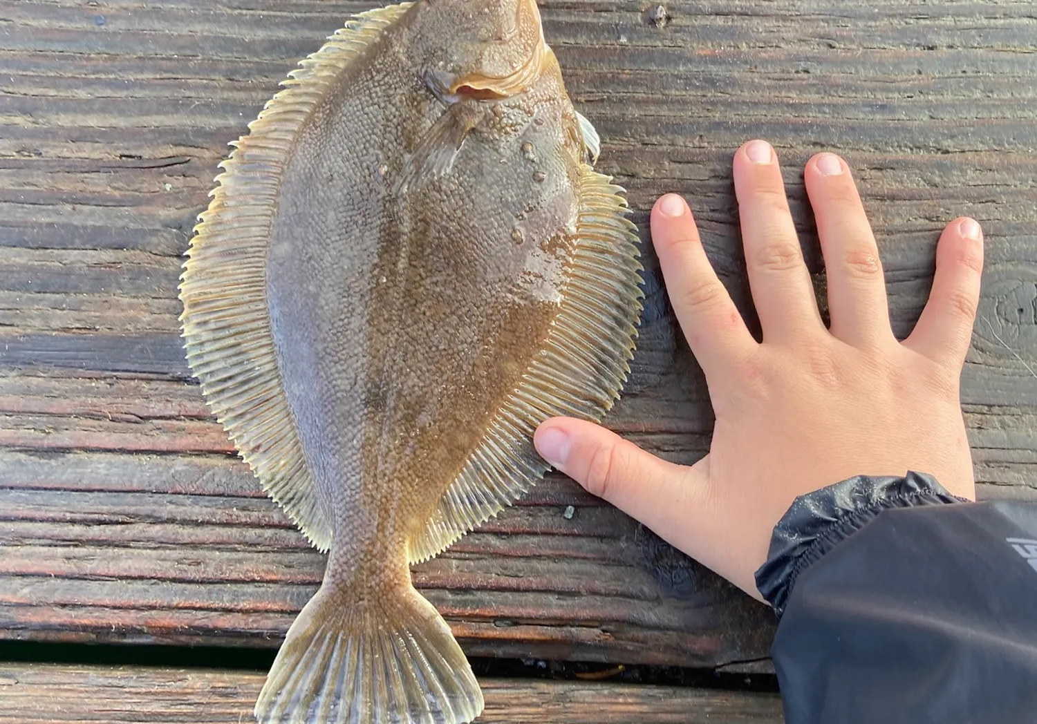 Common sole