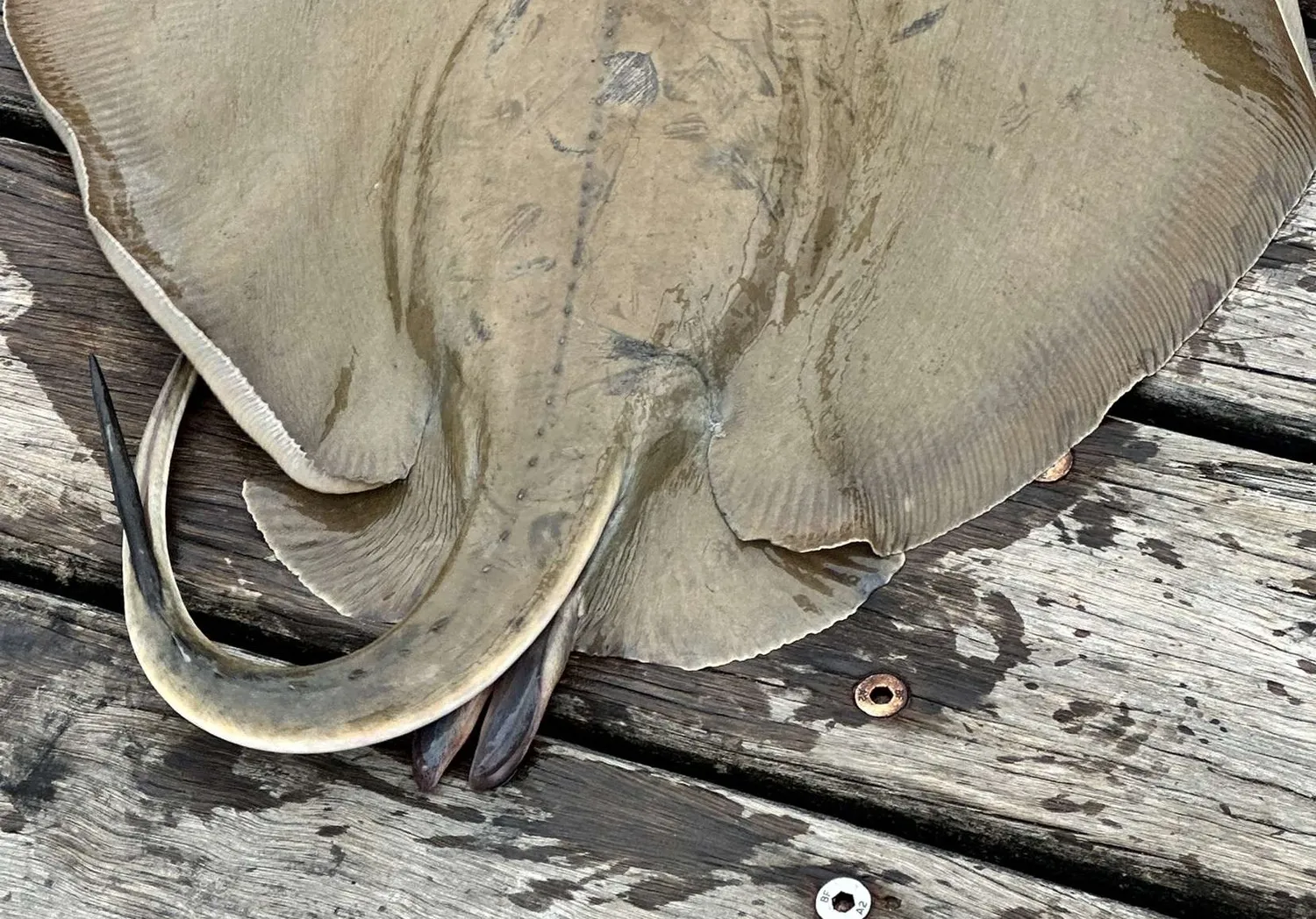 Bluntnose stingray