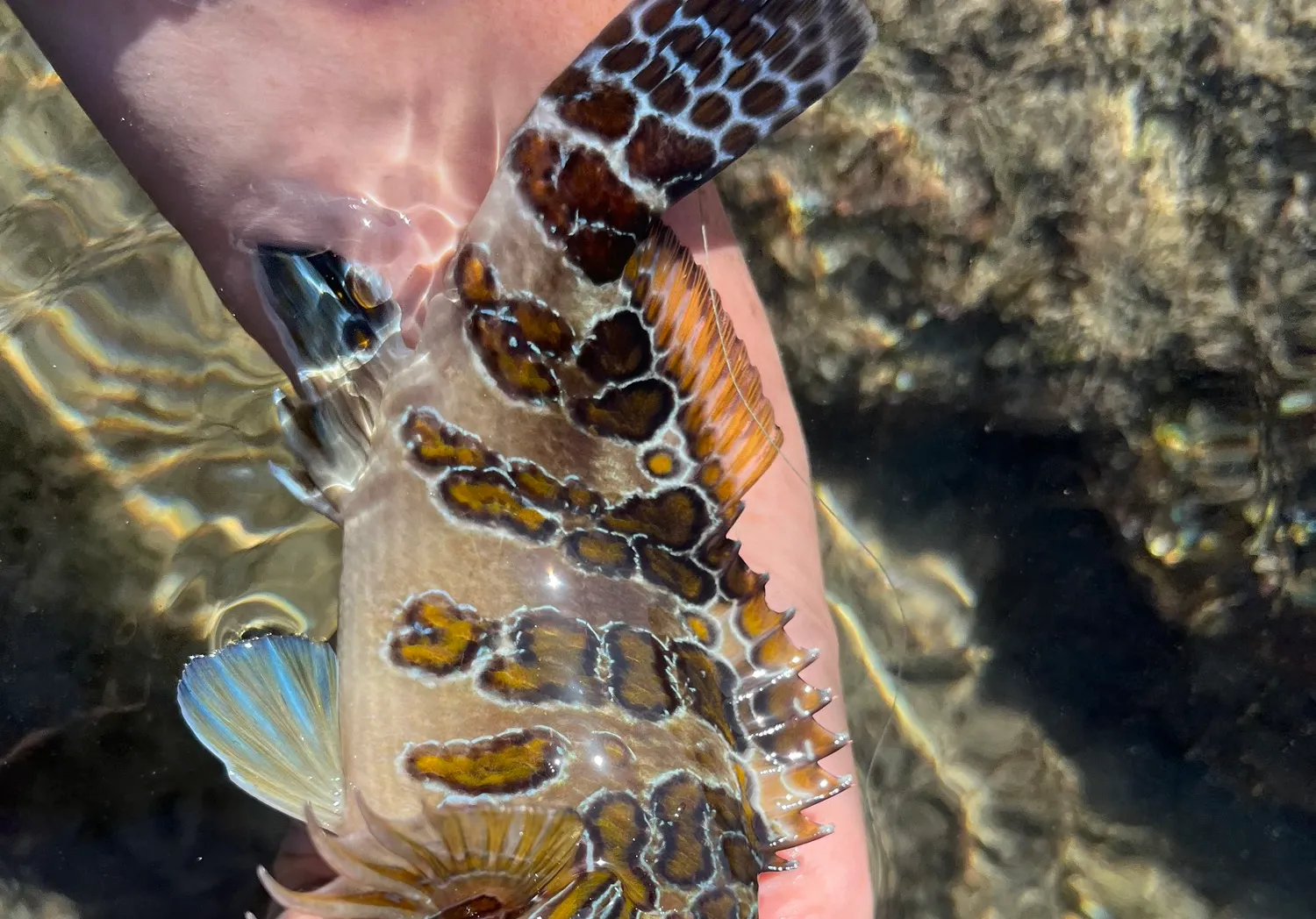 Giant hawkfish