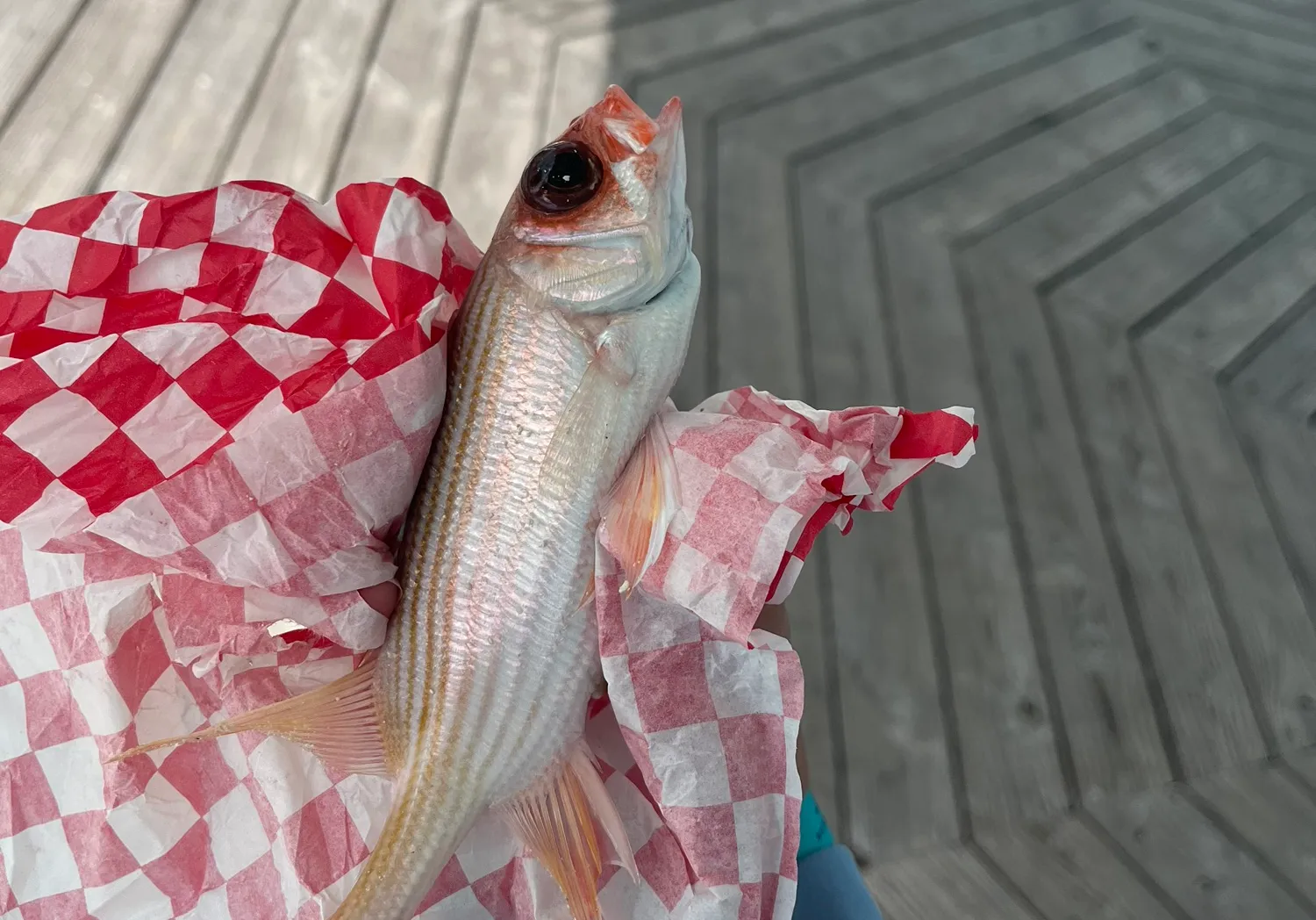 Squirrelfish