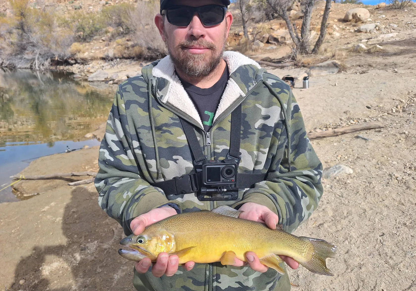 Gila trout