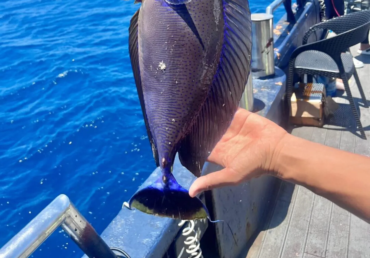 Atlantic sailfish