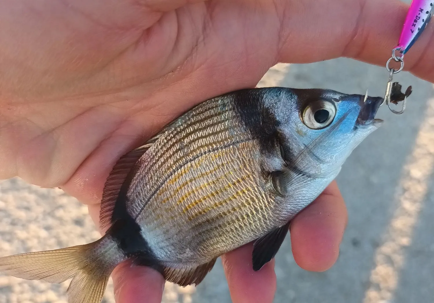 Common two-banded seabream