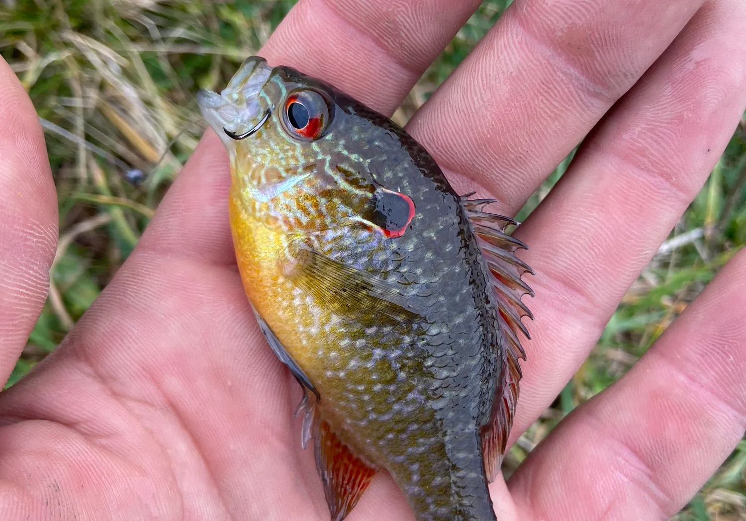 Northern sunfish