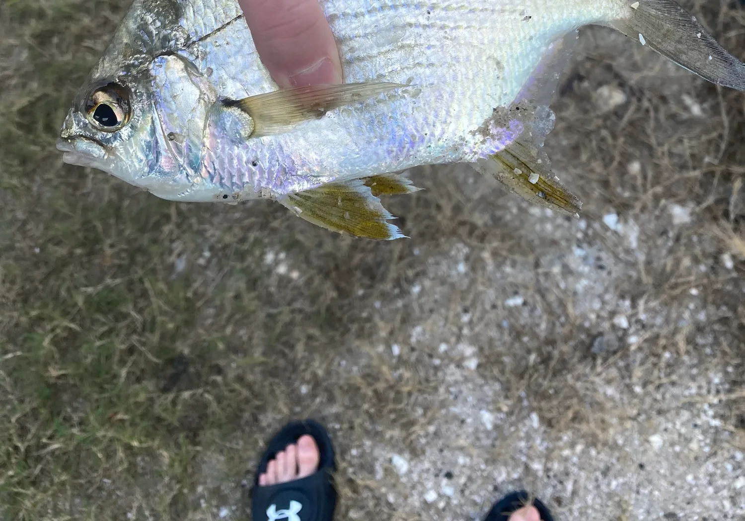 Striped mojarra