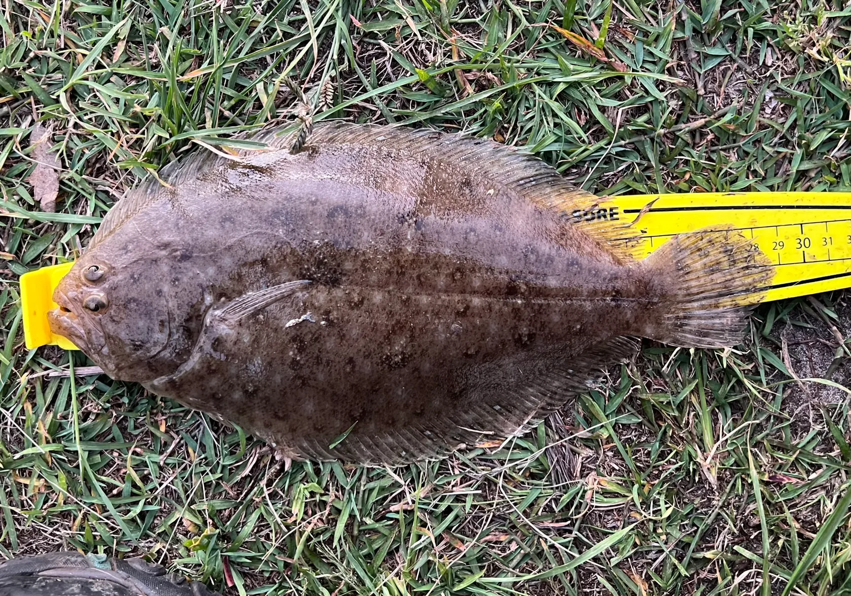 Largetooth flounder