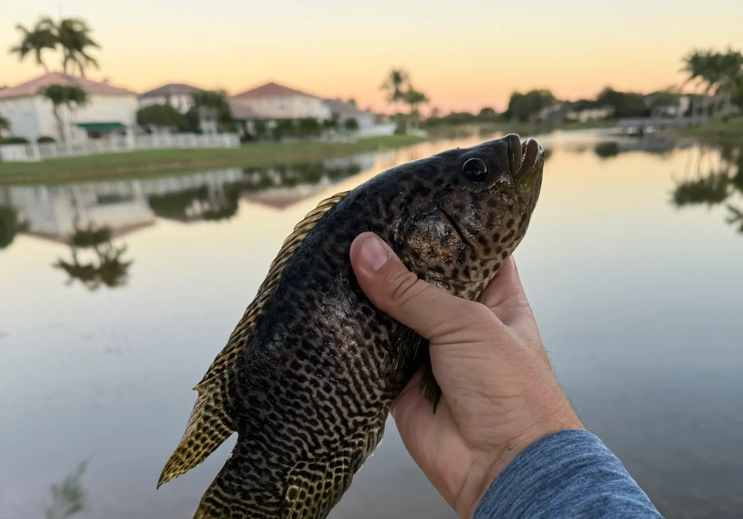 Jaguar cichlid