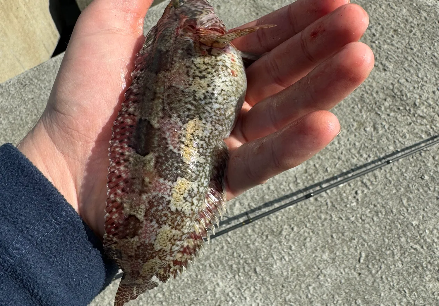 Honeycomb grouper