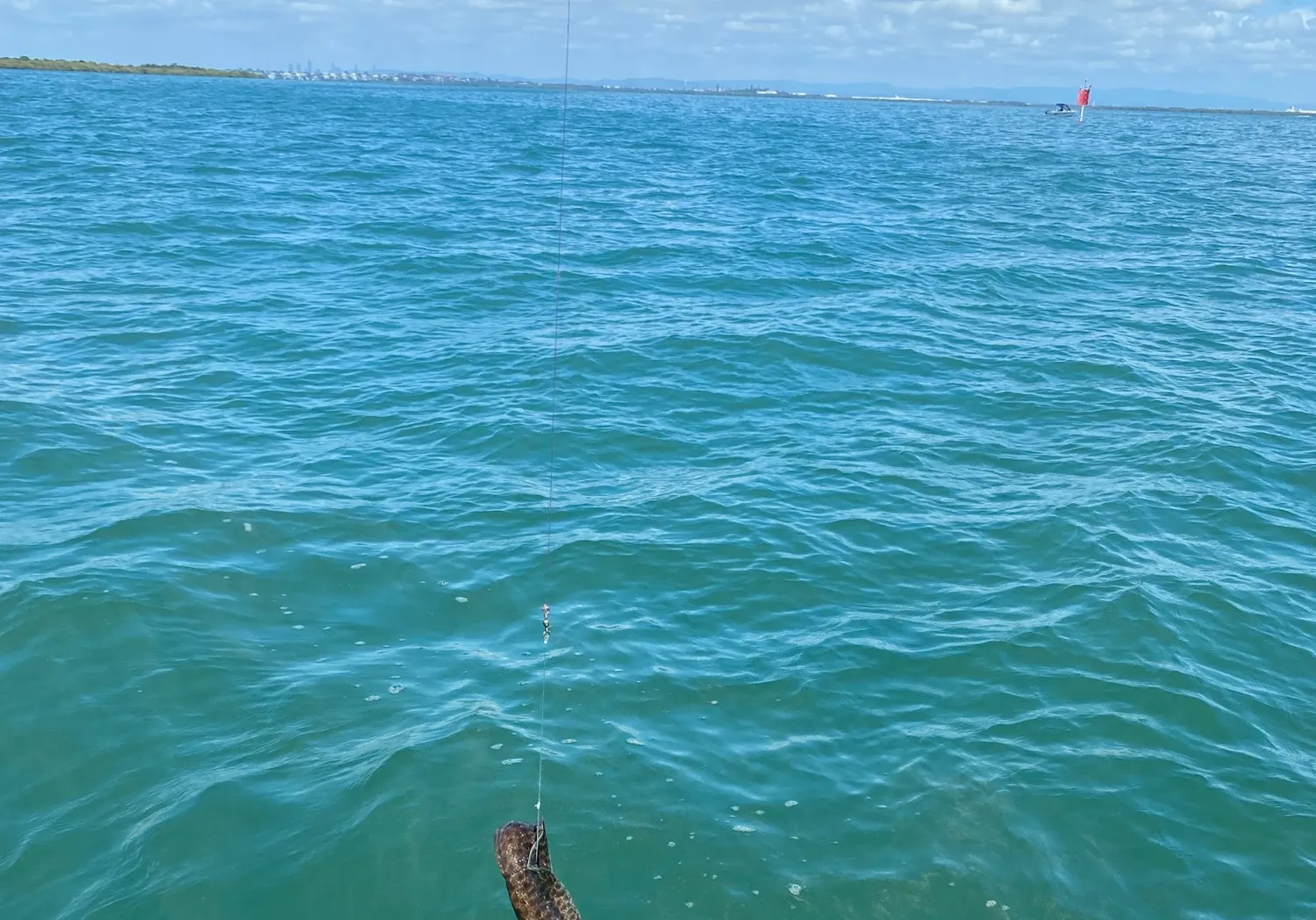 Speckled longfin eel