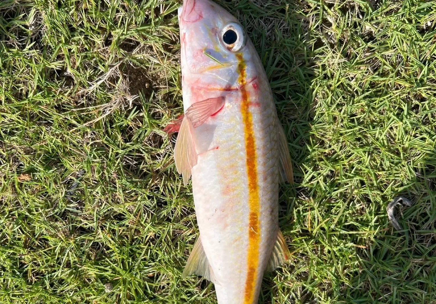 Yellowfin goatfish