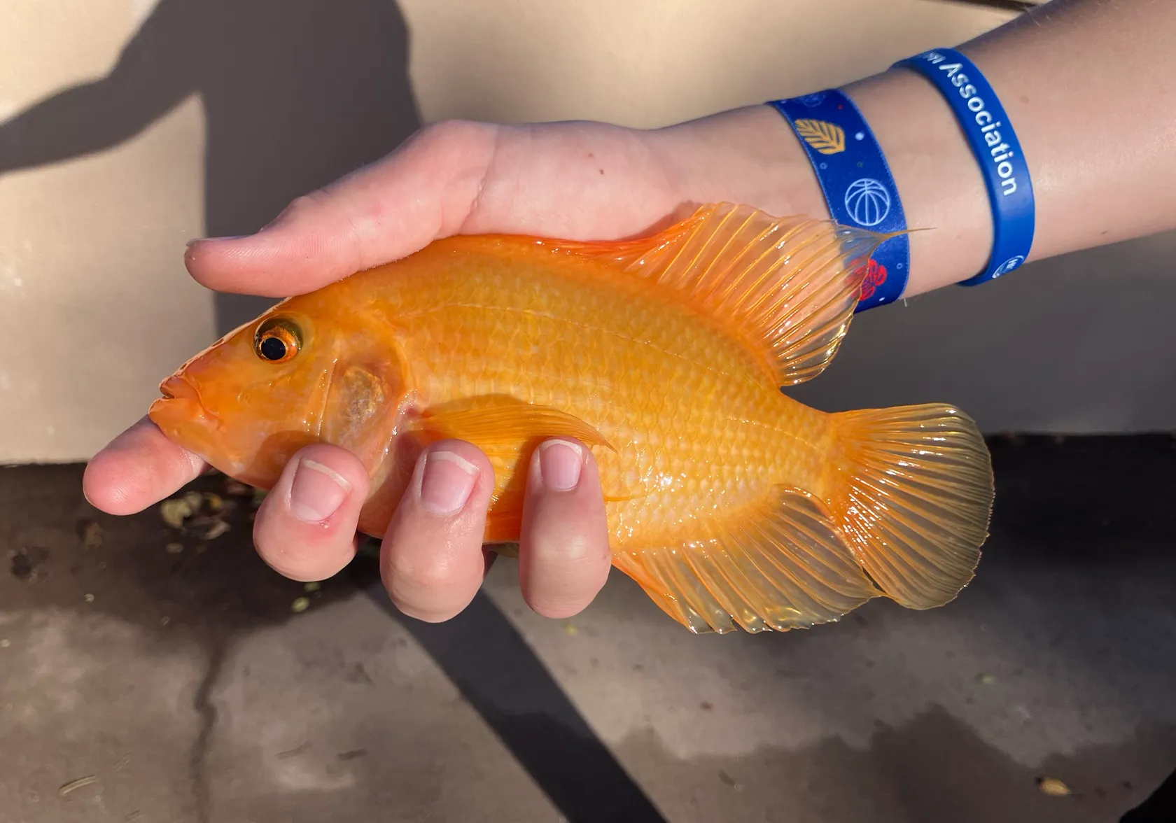 Midas cichlid