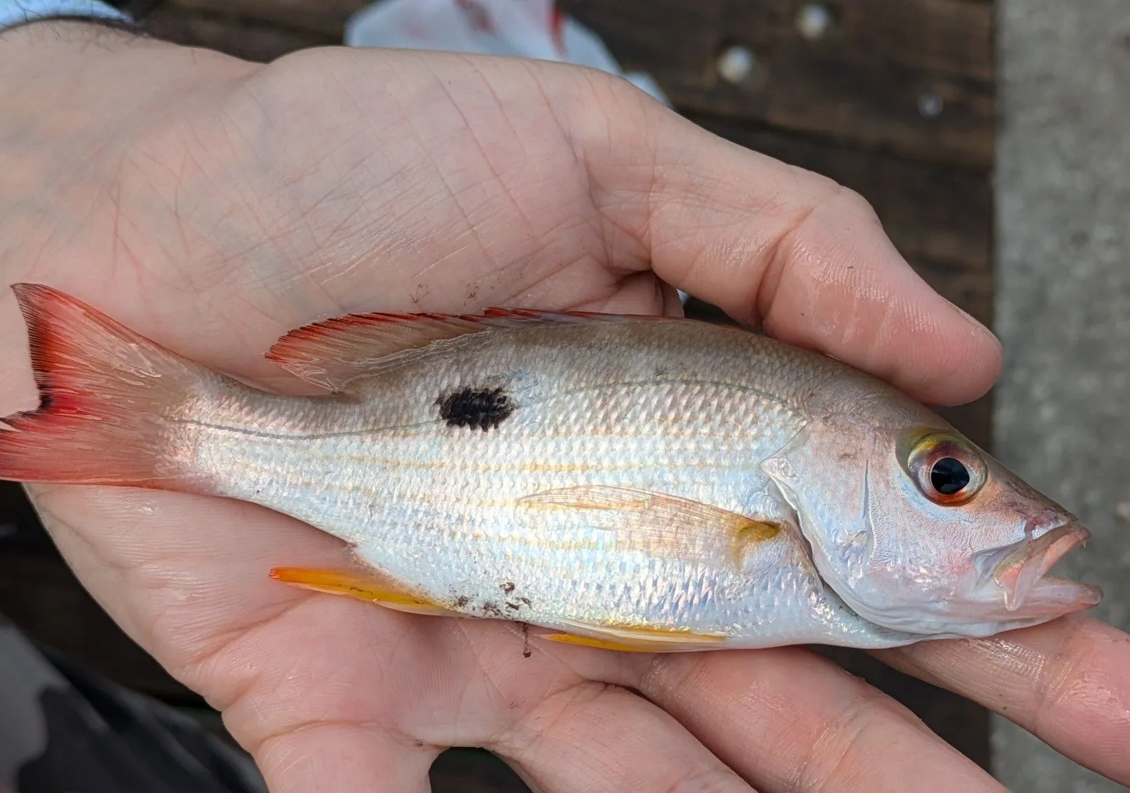 Mahogany snapper