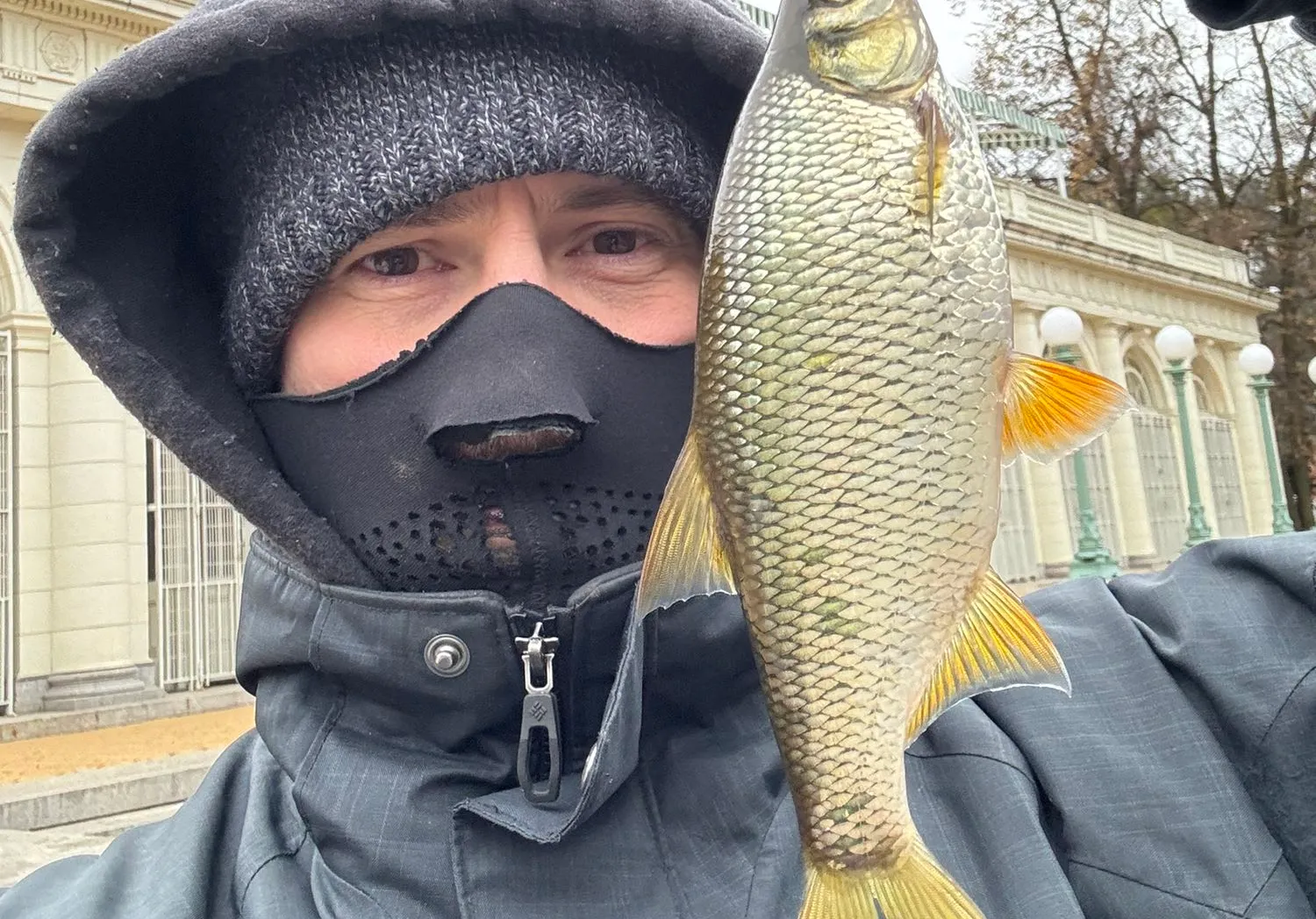 Golden shiner