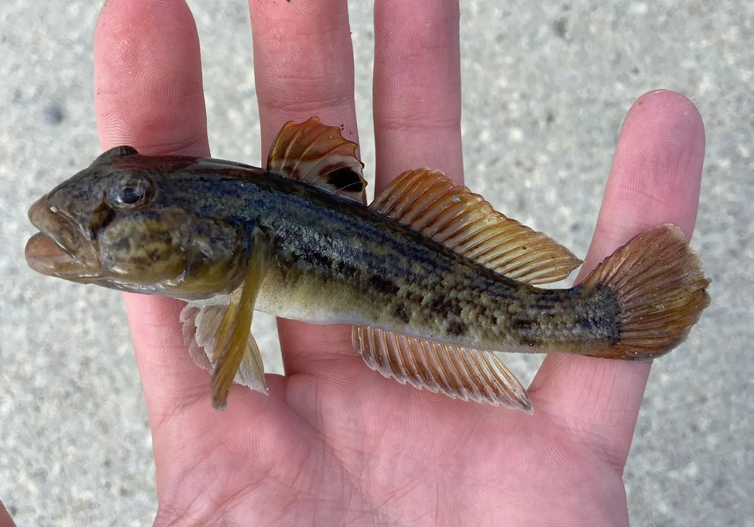 Round goby