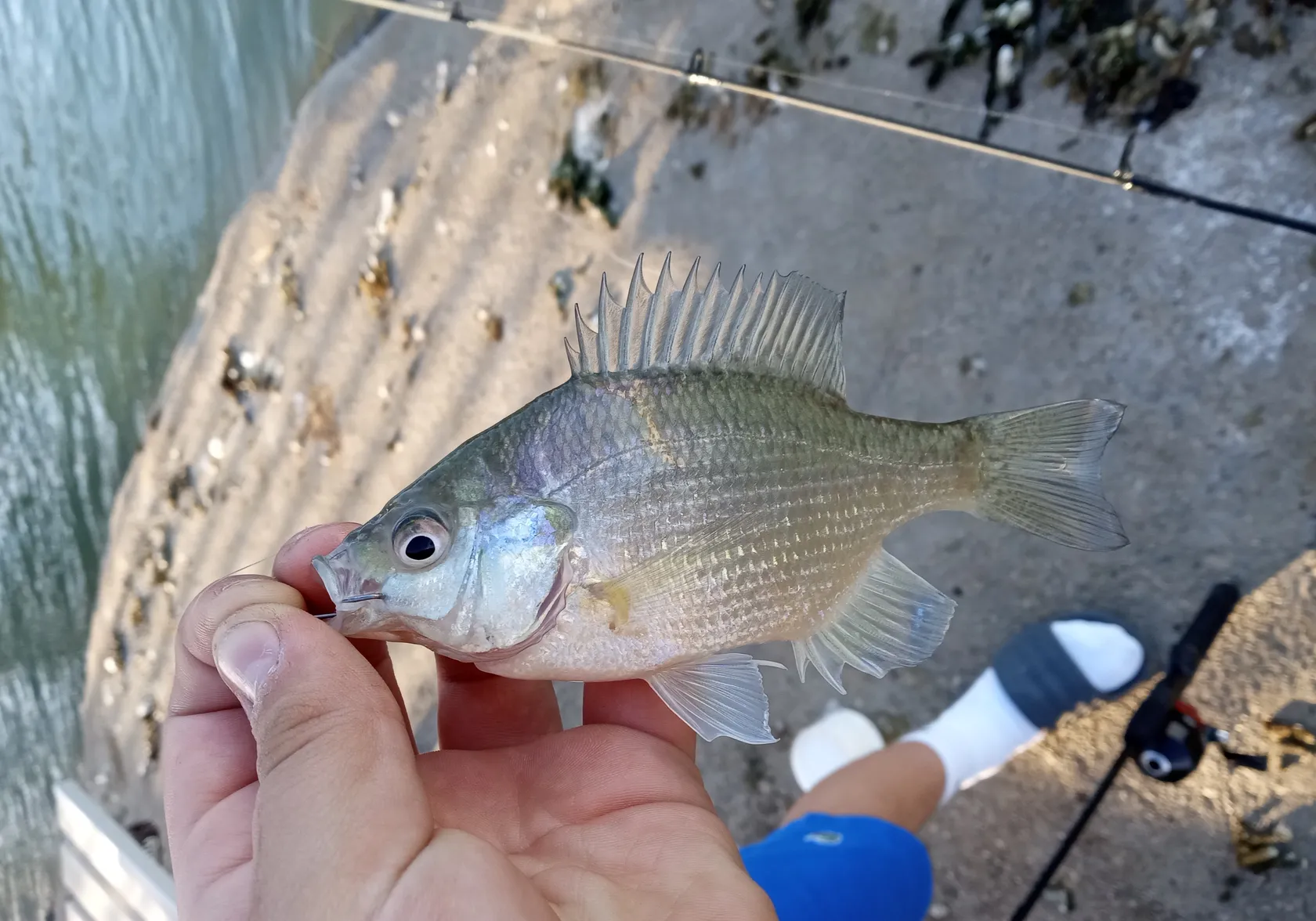 Mozambique tilapia