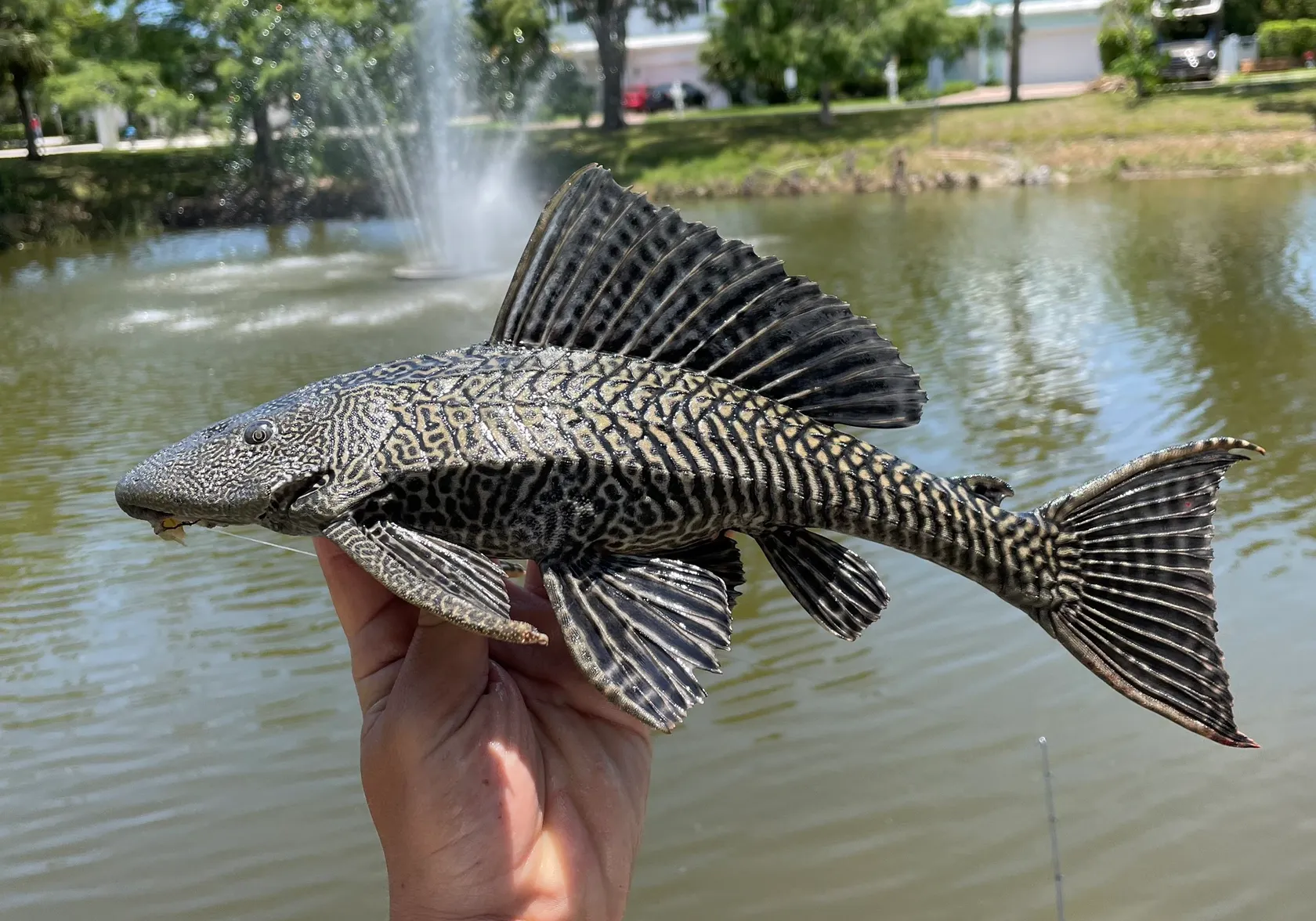 Vermiculated sailfin catfish