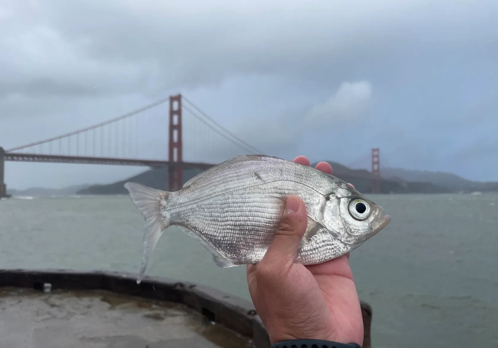 Walleye surfperch