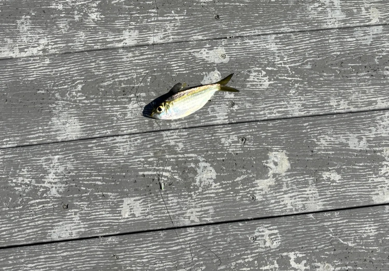 Greenback horse mackerel