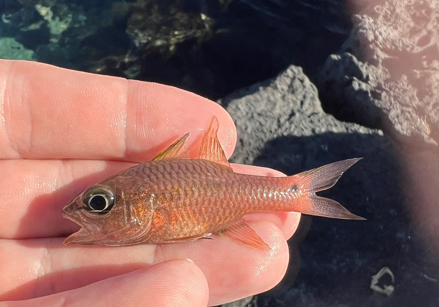 Iridescent cardinalfish